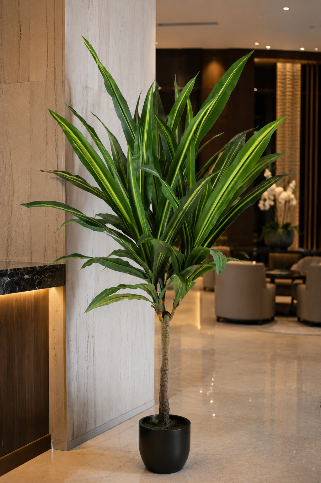 dracaena fleurs Tall Stem Dracaena Fragrans