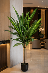 Tall Stem Dracaena Fragrans 180cm