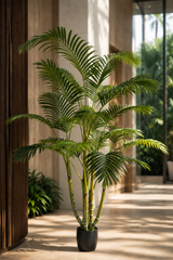 Areca Palm Tree