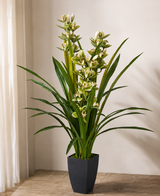 Cymbidium Orchid 140CM