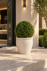 Boxwood Ball Topiary