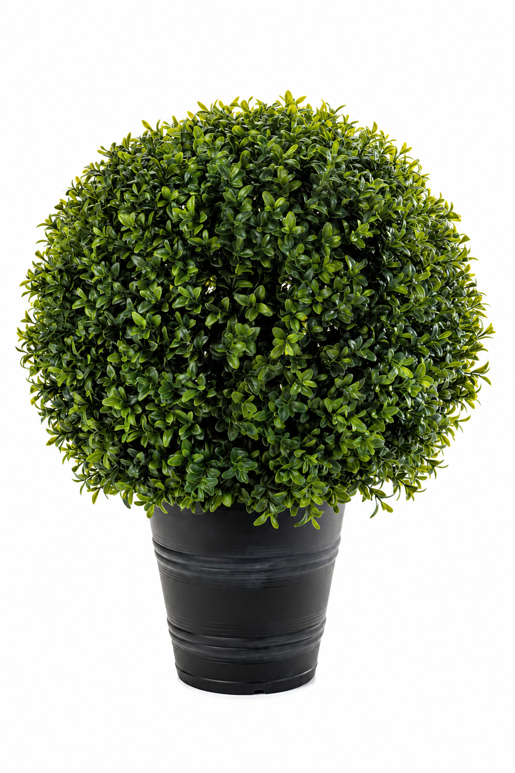 Boxwood Ball Topiary