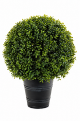 Boxwood Ball Topiary