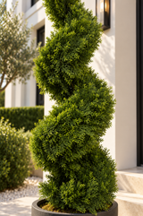 Cedar Spiral Tree