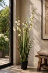 Princess Flower Grass