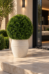 Boxwood Ball Topiary