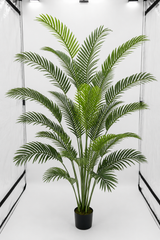 Paradise Palm Tree