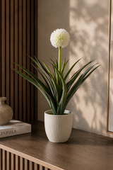 Pineapple Plant