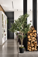Grand Tuscan Olive Tree 114cm