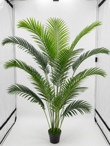 Paradise Palm Tree