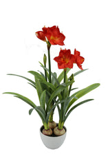 Red Amaryllis Plant 100CM