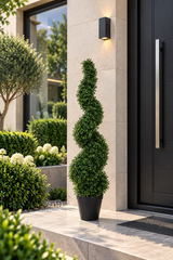 Boxwood Spiral Tree