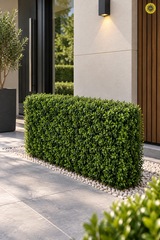 Boxwood Hedge Fence– 100cm x 20cm x 50cm