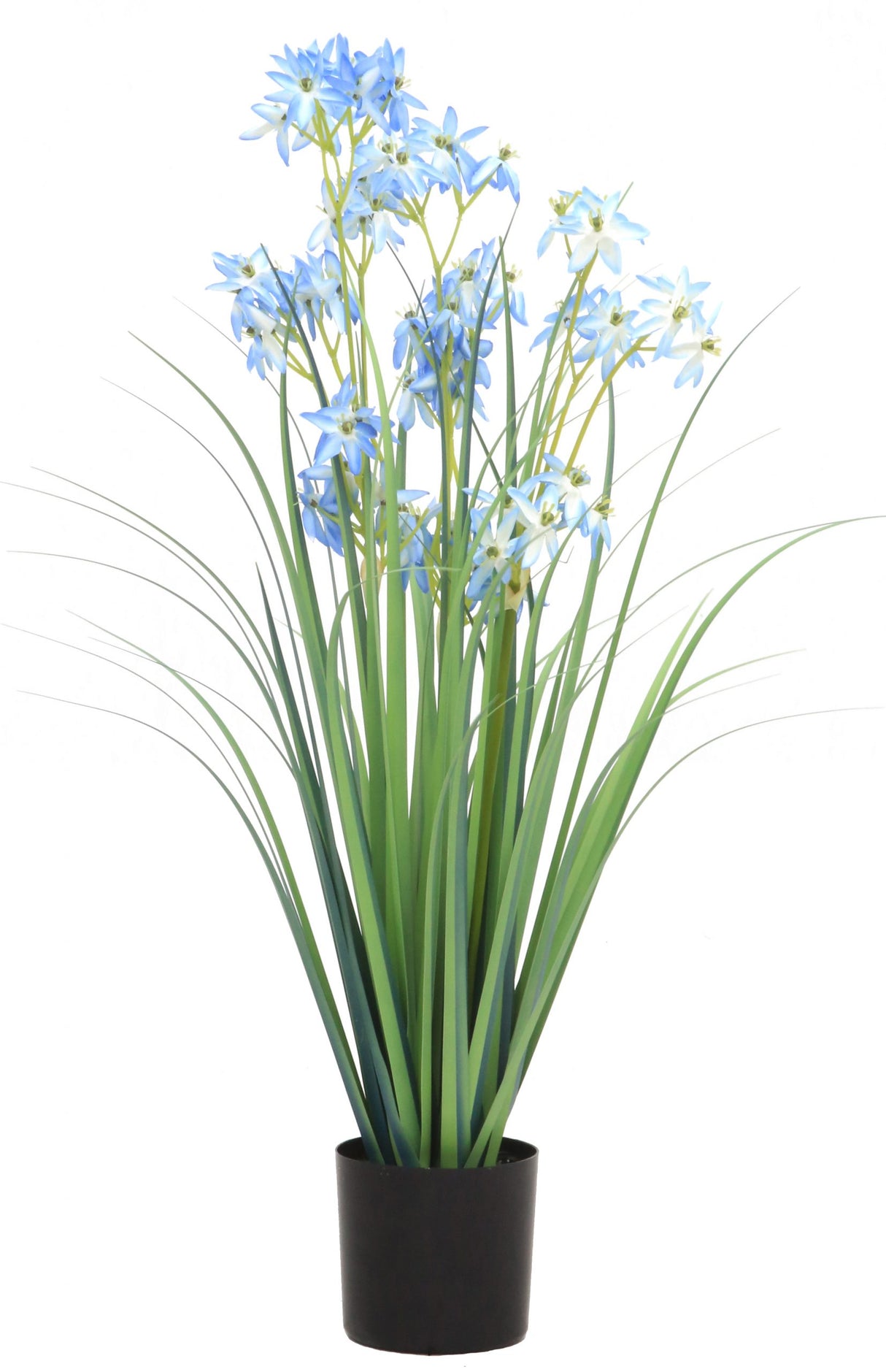 Allium Grass