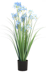 Allium Grass