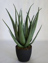 Aloe Vera Plant