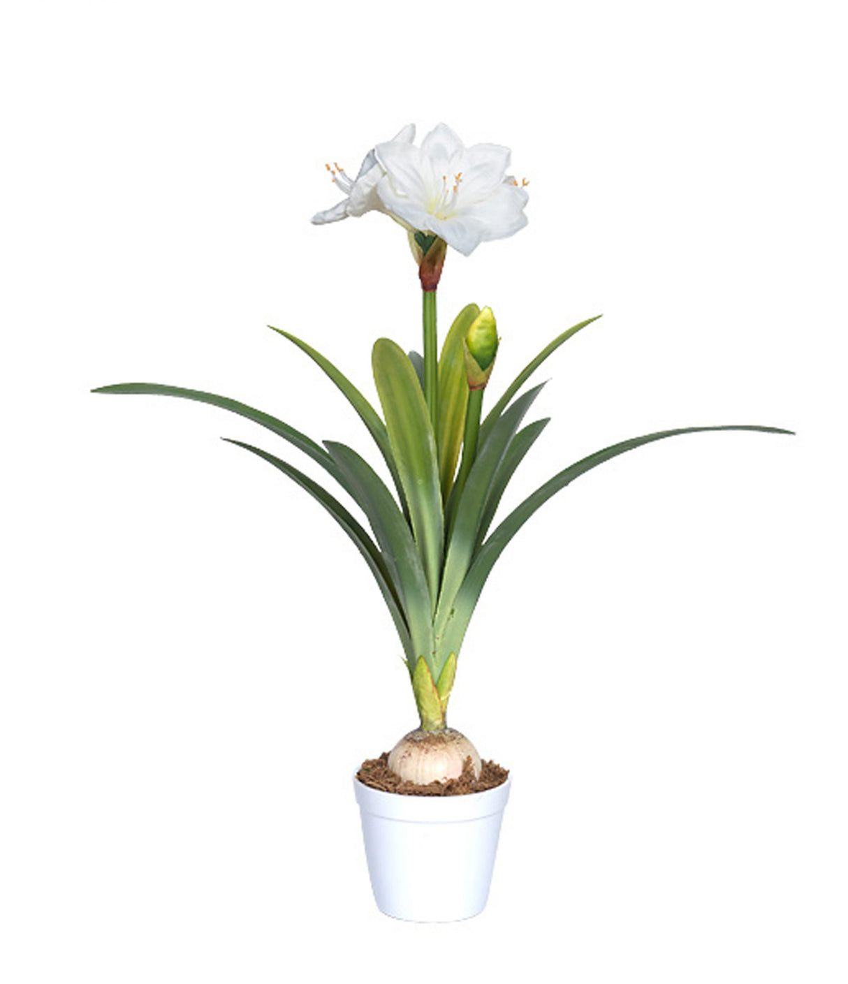 White Amaryllis Plant 80 CM