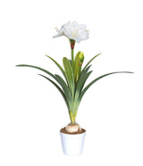 White Amaryllis Plant 80 CM