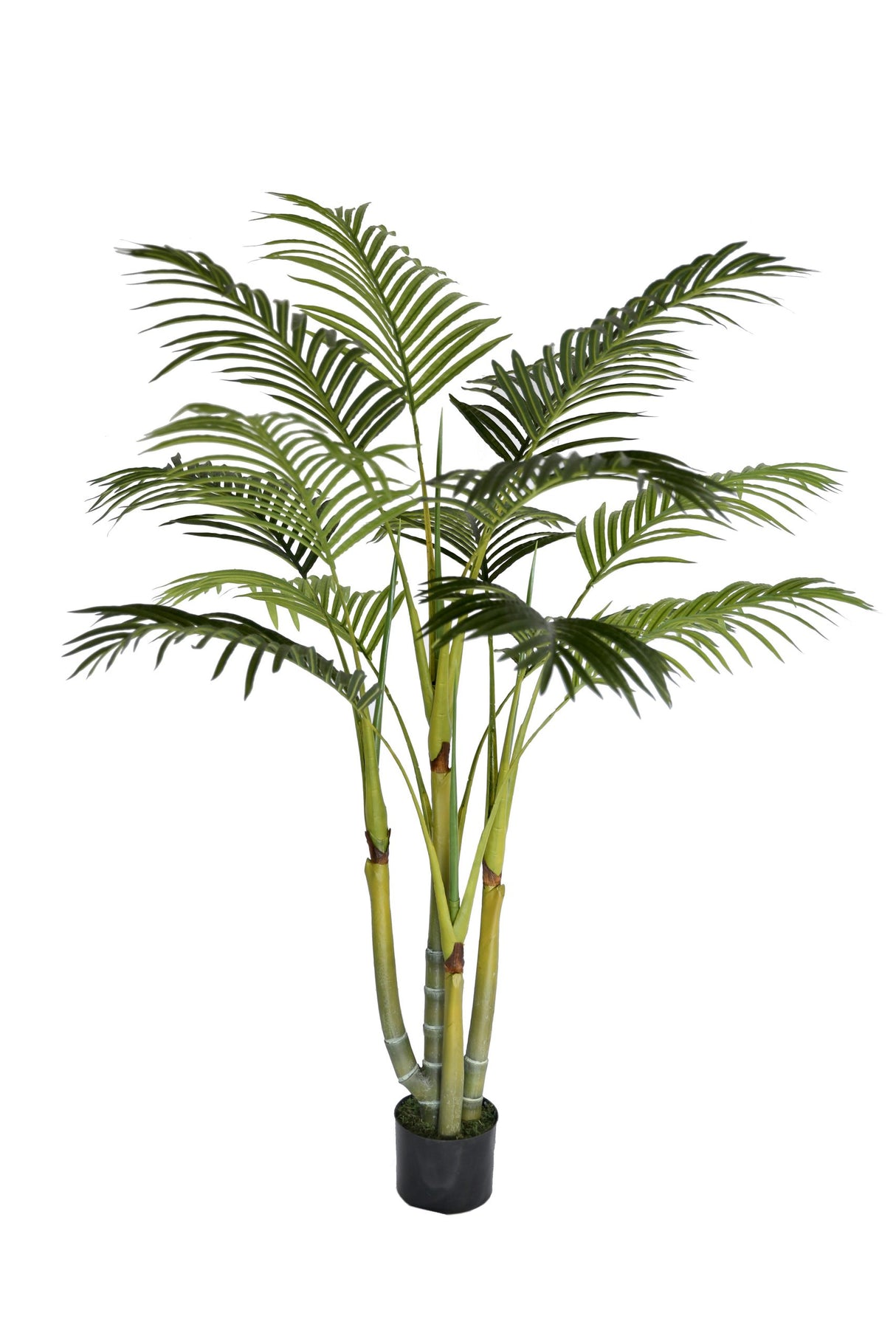 Areca Palm Tree