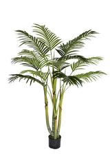 Areca Palm Tree
