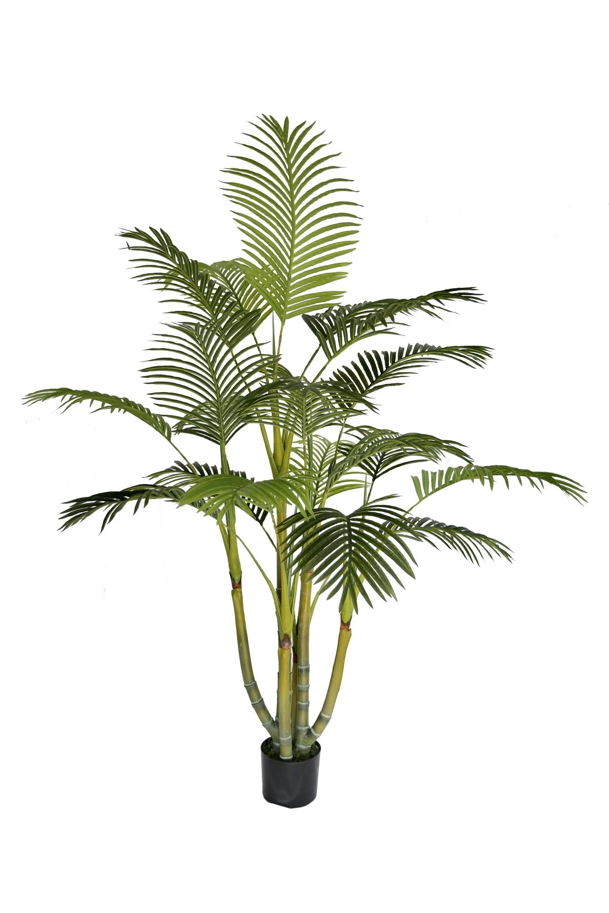 Areca Palm Tree
