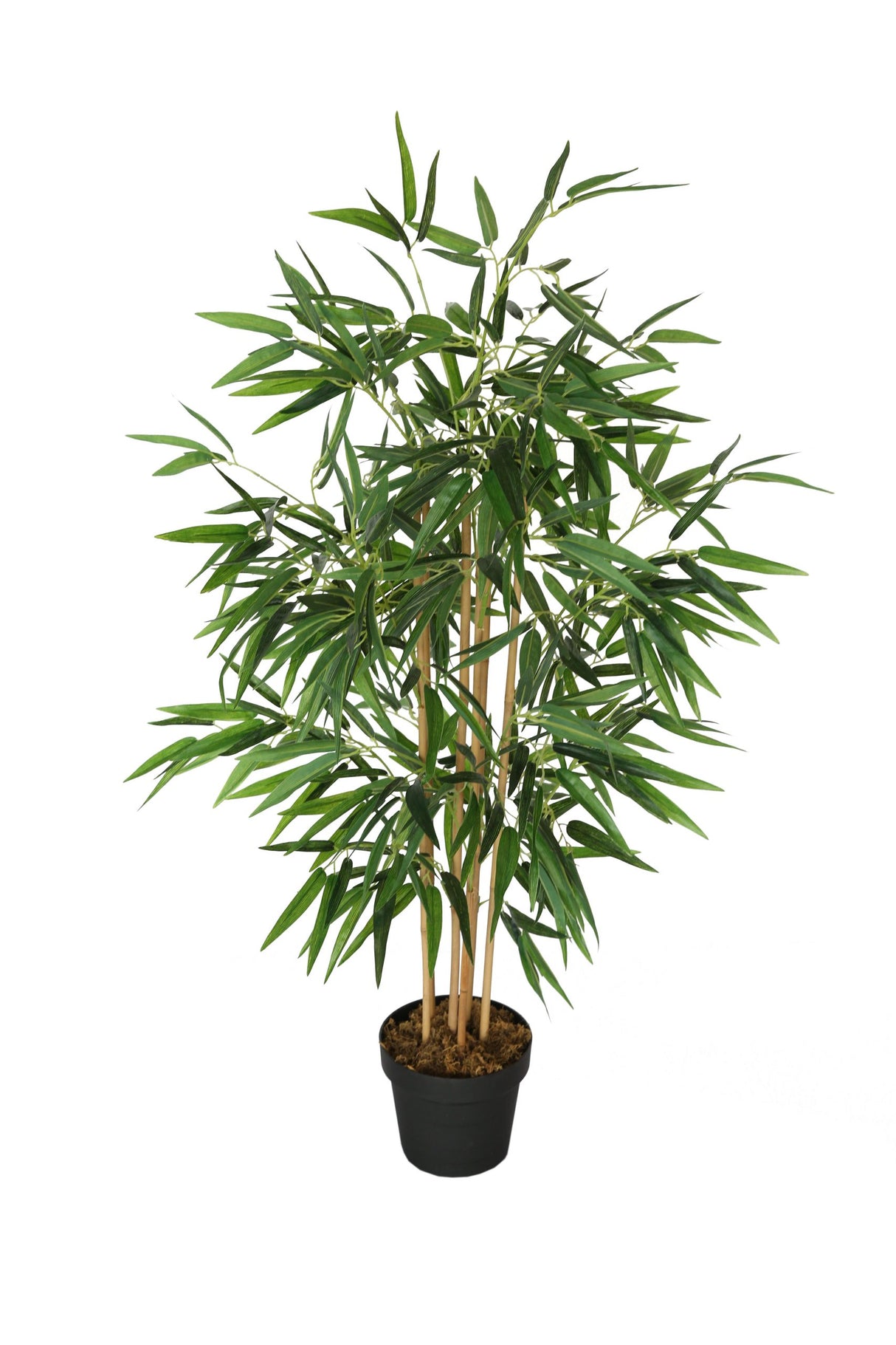 Japanese Bamboo Plant