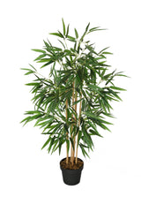 Japanese Bamboo Plant