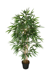 Japanese Bamboo Plant