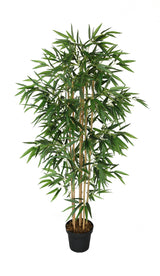 Japanese Bamboo Plant