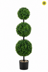 Boxwood Triple Ball Tree