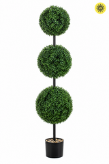 Boxwood Triple Ball Tree