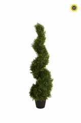 Cedar Spiral Tree