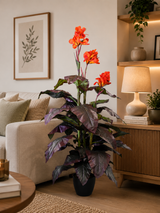 Canna Lily