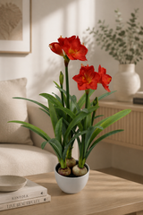 Red Amaryllis Plant 100CM