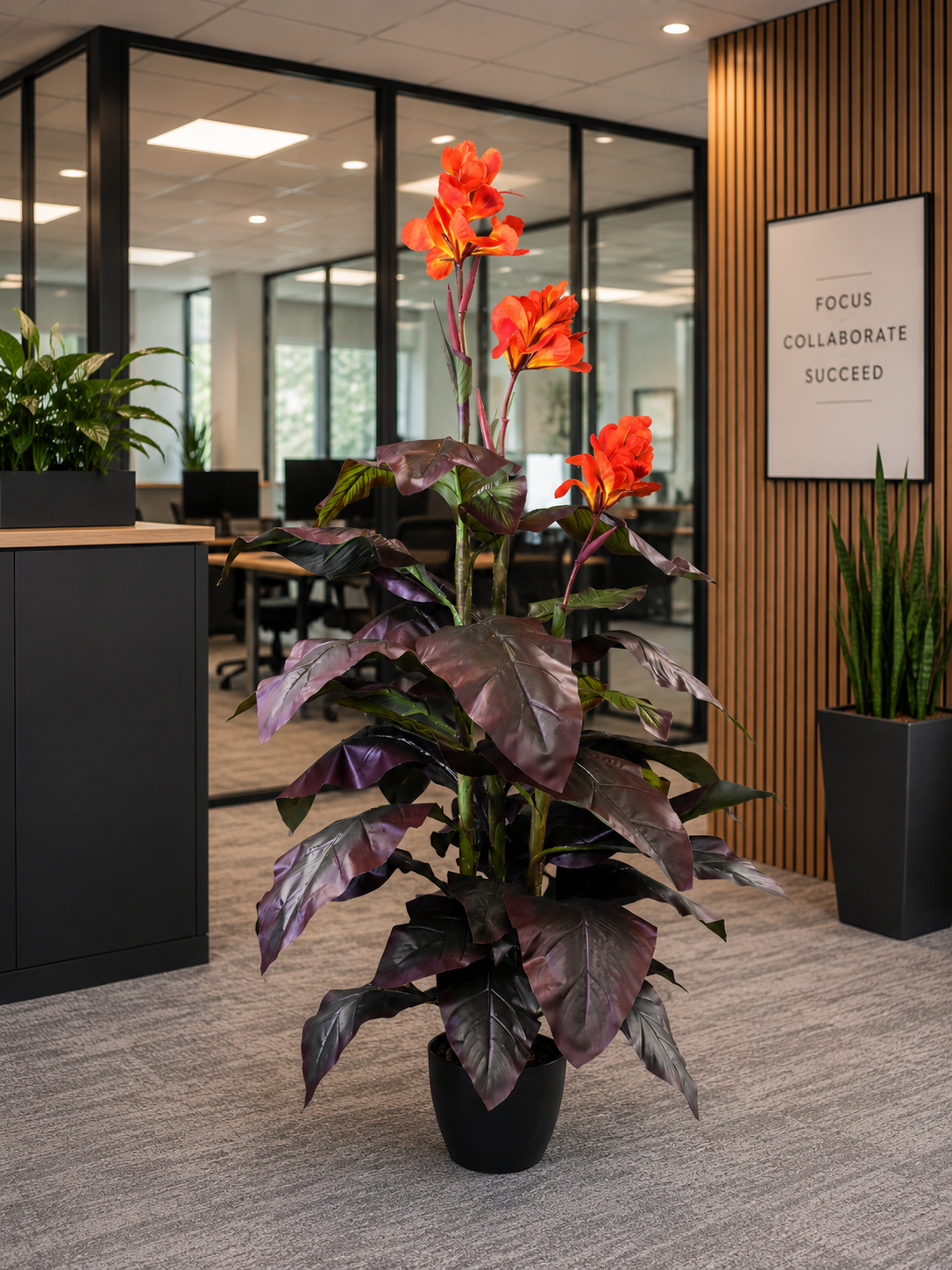 Canna Lily