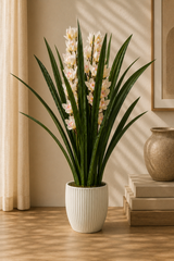 Dwarf Cymbidium Plant
