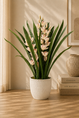 Dwarf Cymbidium Plant