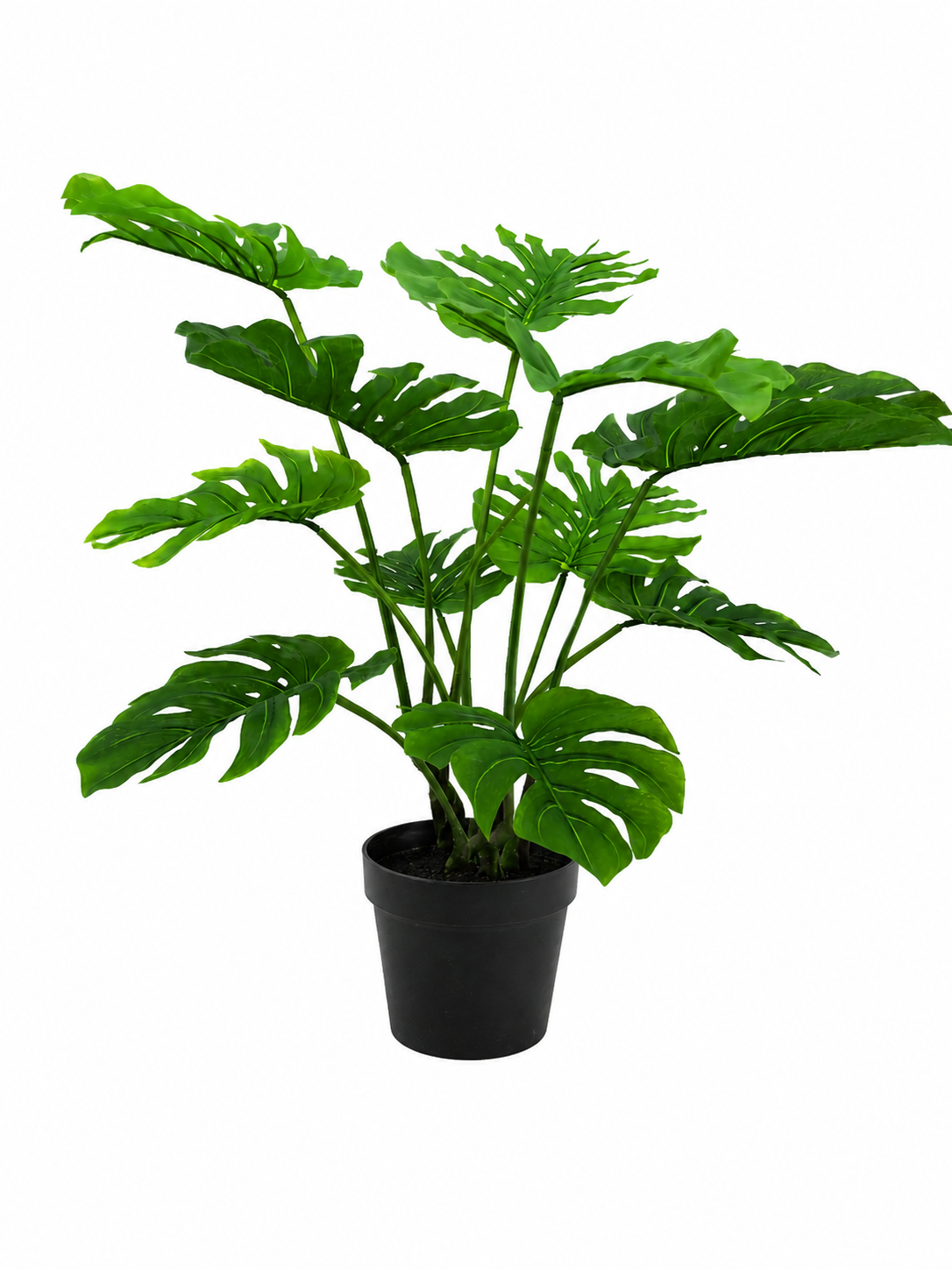 Monstera Swiss Cheese Plant