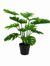 Monstera Swiss Cheese Plant