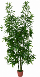 Green Stem Bamboo Plant