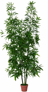 Green Stem Bamboo Plant