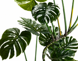 Monstera Swiss Cheese Plant