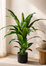 Dracaena Fragrans 110cm