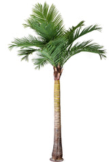 Coco Palm Tree