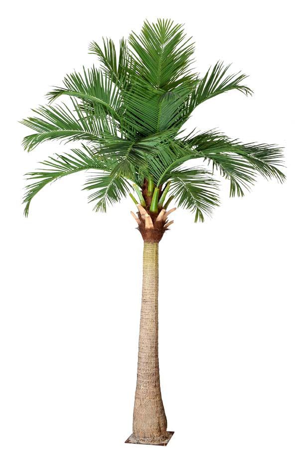 Coco Palm Tree