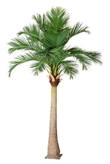 Coco Palm Tree