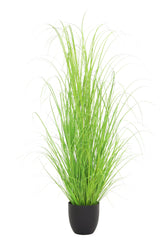 Curly Green Grass