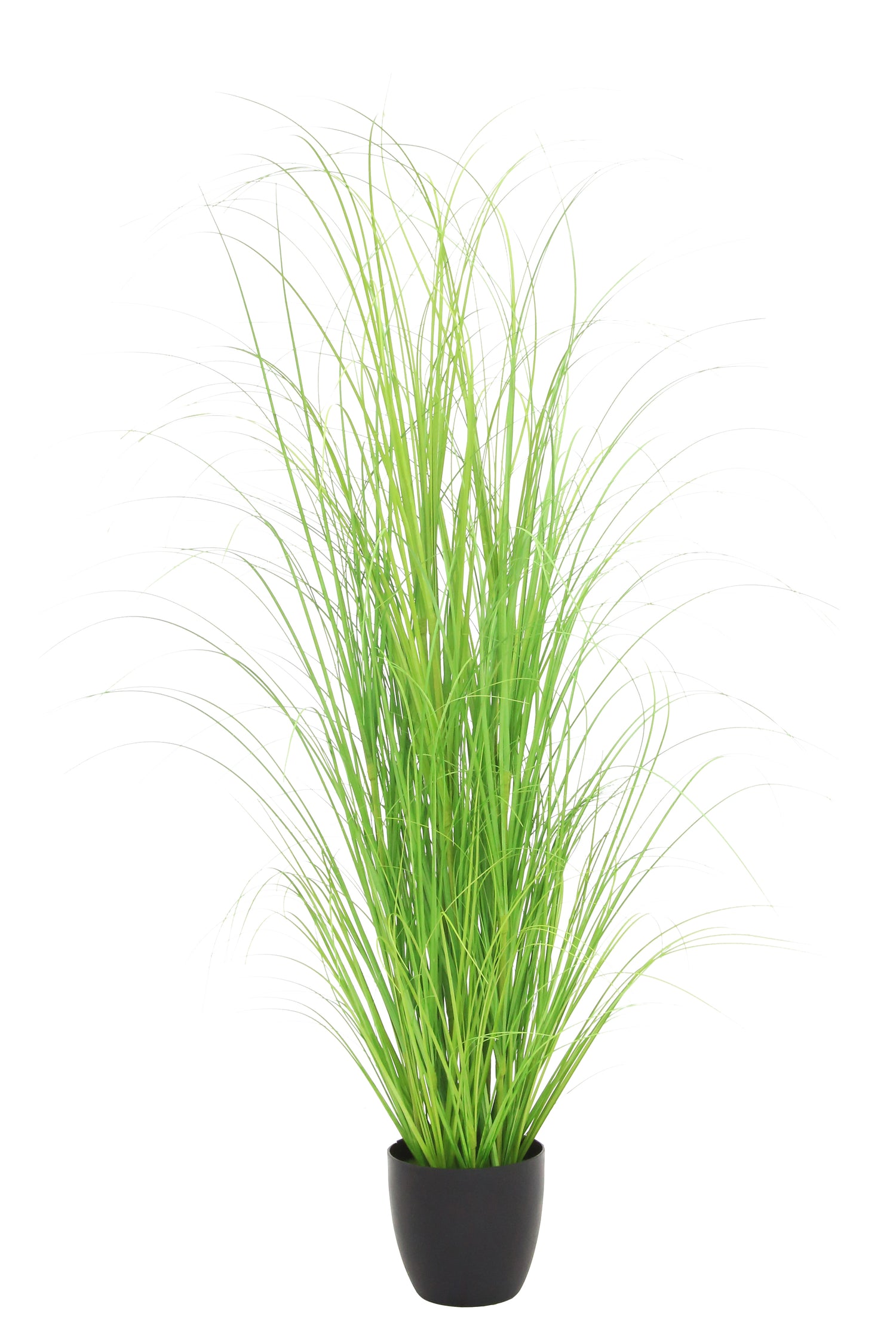 Curly Green Grass