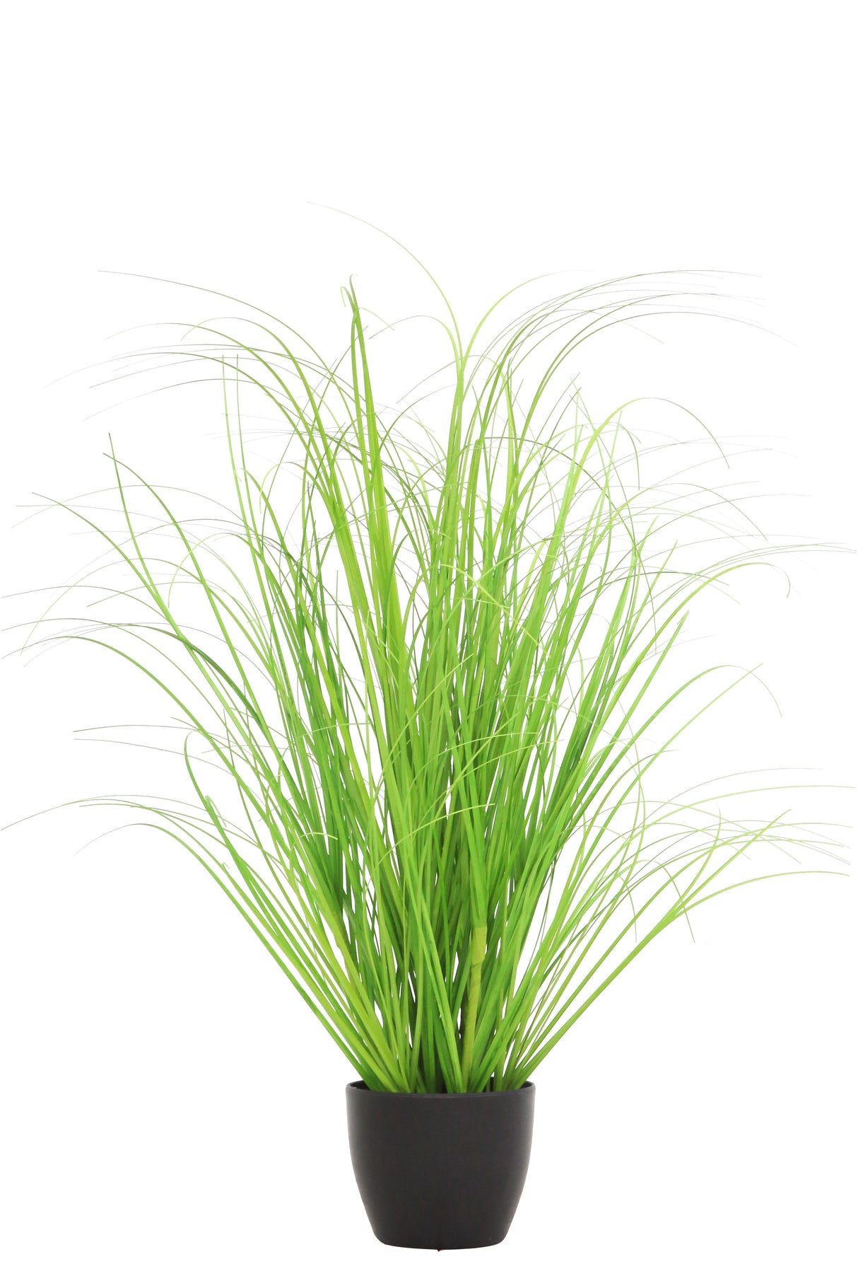 Curly Green Grass
