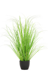 Curly Green Grass